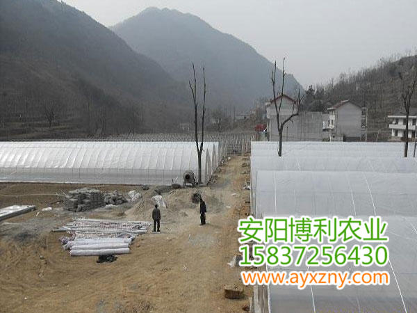 拱棚式蔬菜大棚15