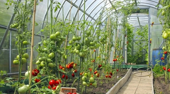 大棚小知識(shí)：低溫雨雪天，大棚蔬菜該如何防凍？